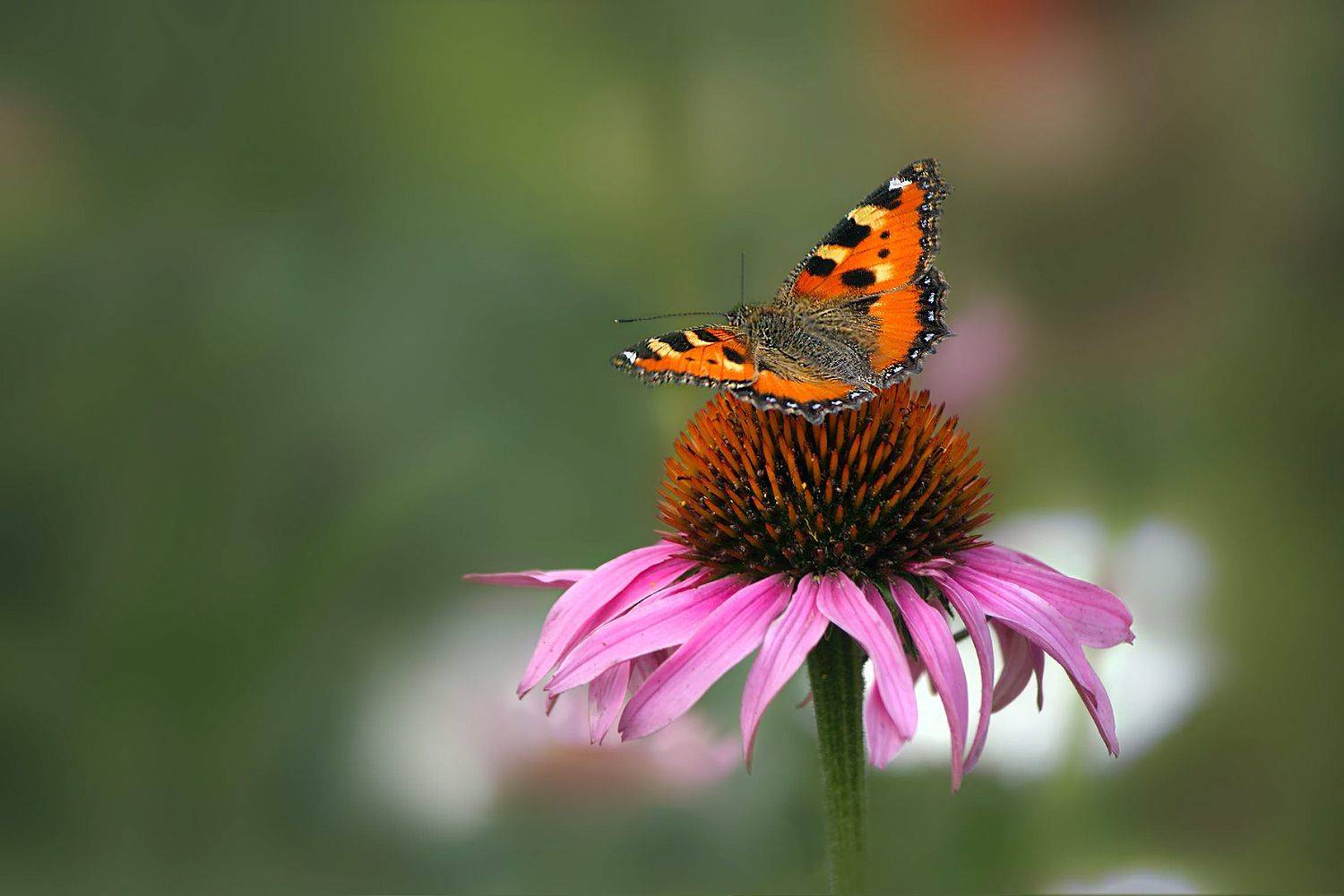 , Ольга Заболотская