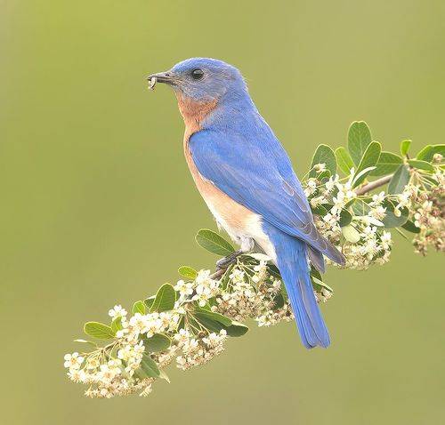 Eastern Bluebird male -Восточная сиалия самец