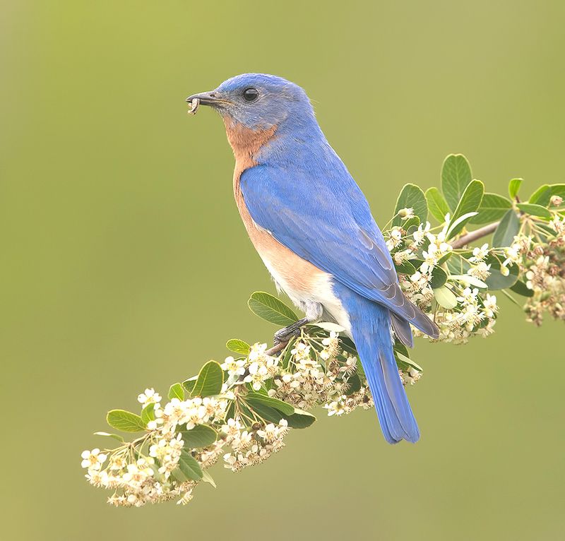 восточная сиалия, eastern bluebird, bluebird, весна Eastern Bluebird male -Восточная сиалия самец фото превью