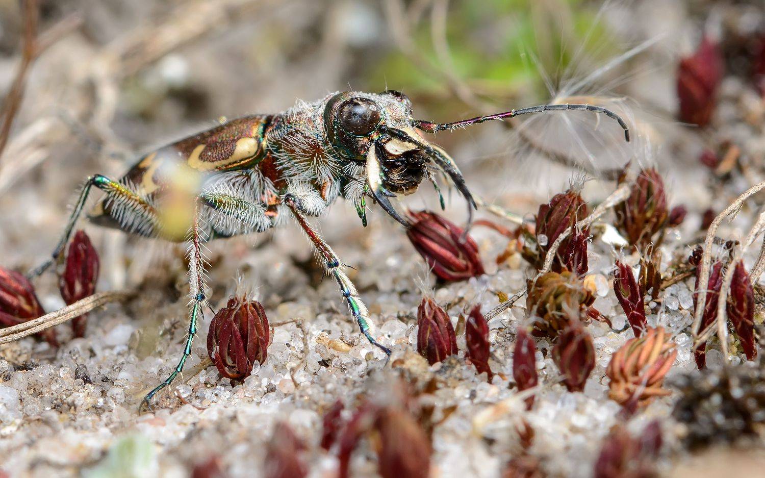 скакун-межняк, cicindela hybrida, скакуны, cicindelinae, жук, Павел Черенков