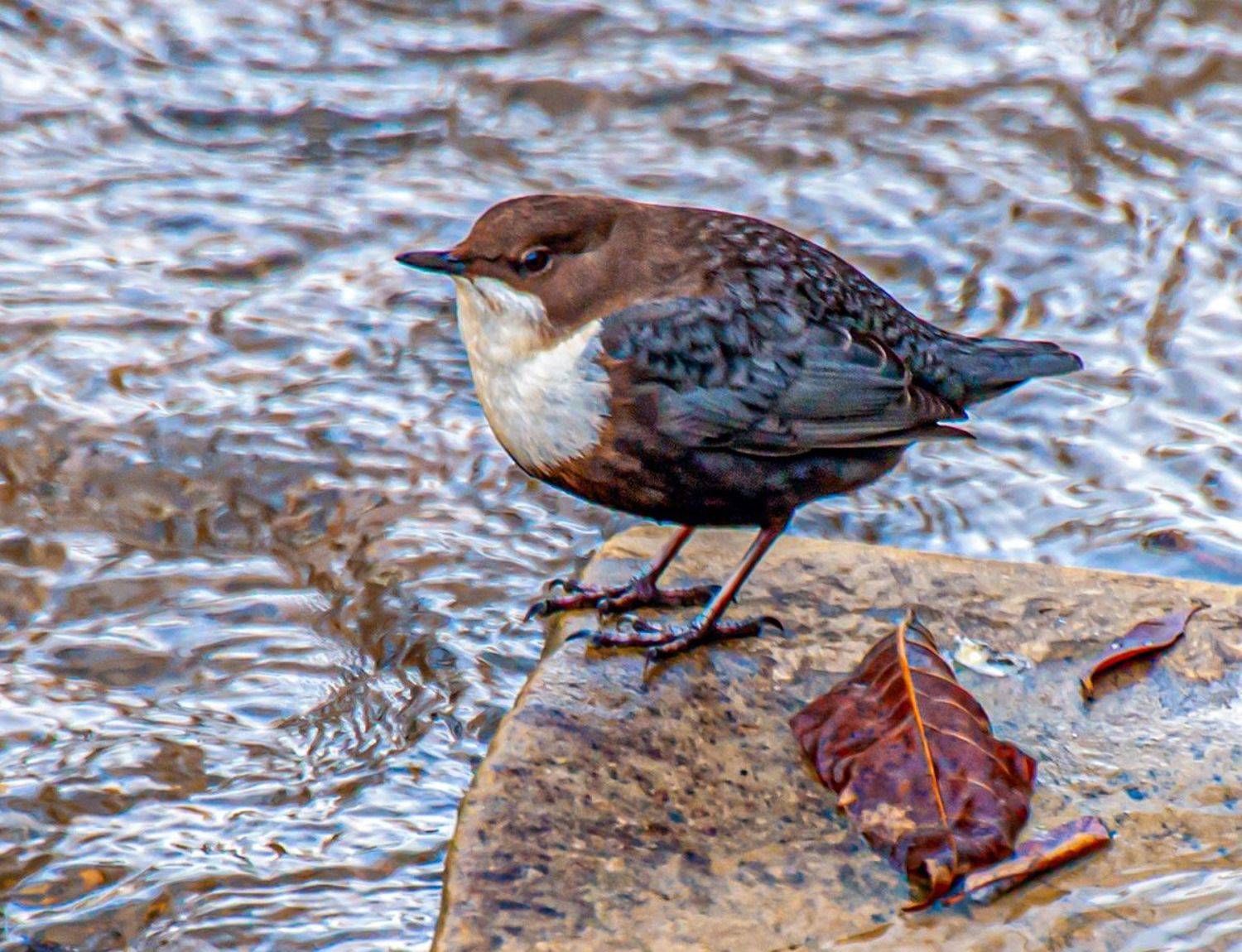 птица, оляпка, водяной воробей, кисловодск, кисловодский парк, ольховка, Сергей Савчук