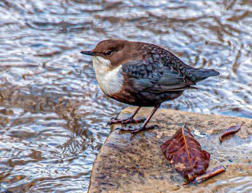 Оляпка (водяной воробей)