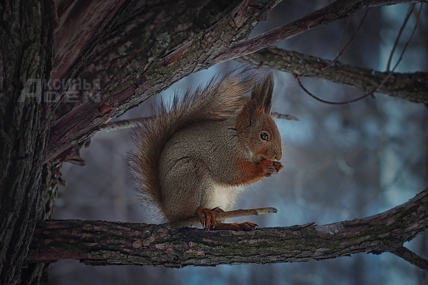 , Денисова Аксинья