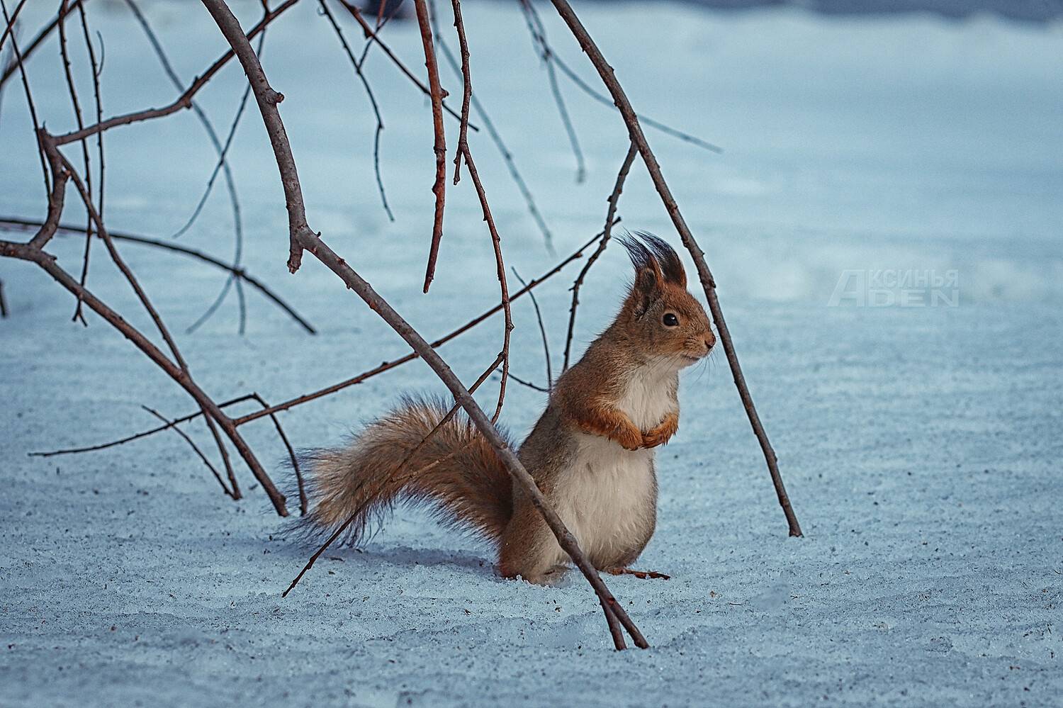 , Денисова Аксинья