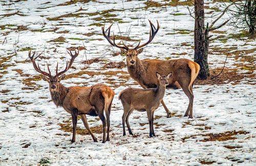 Благородные олени