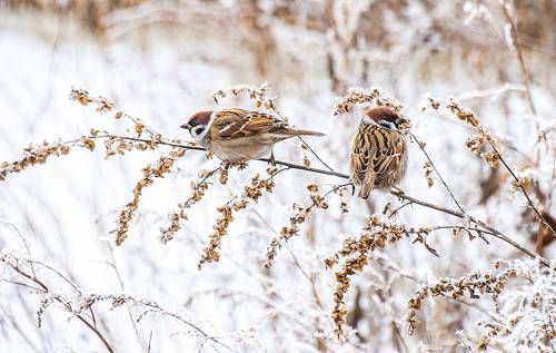 Полевые воробьи