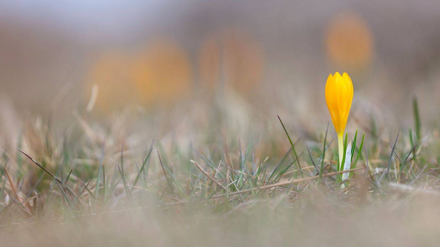 ,  Светослав Радков