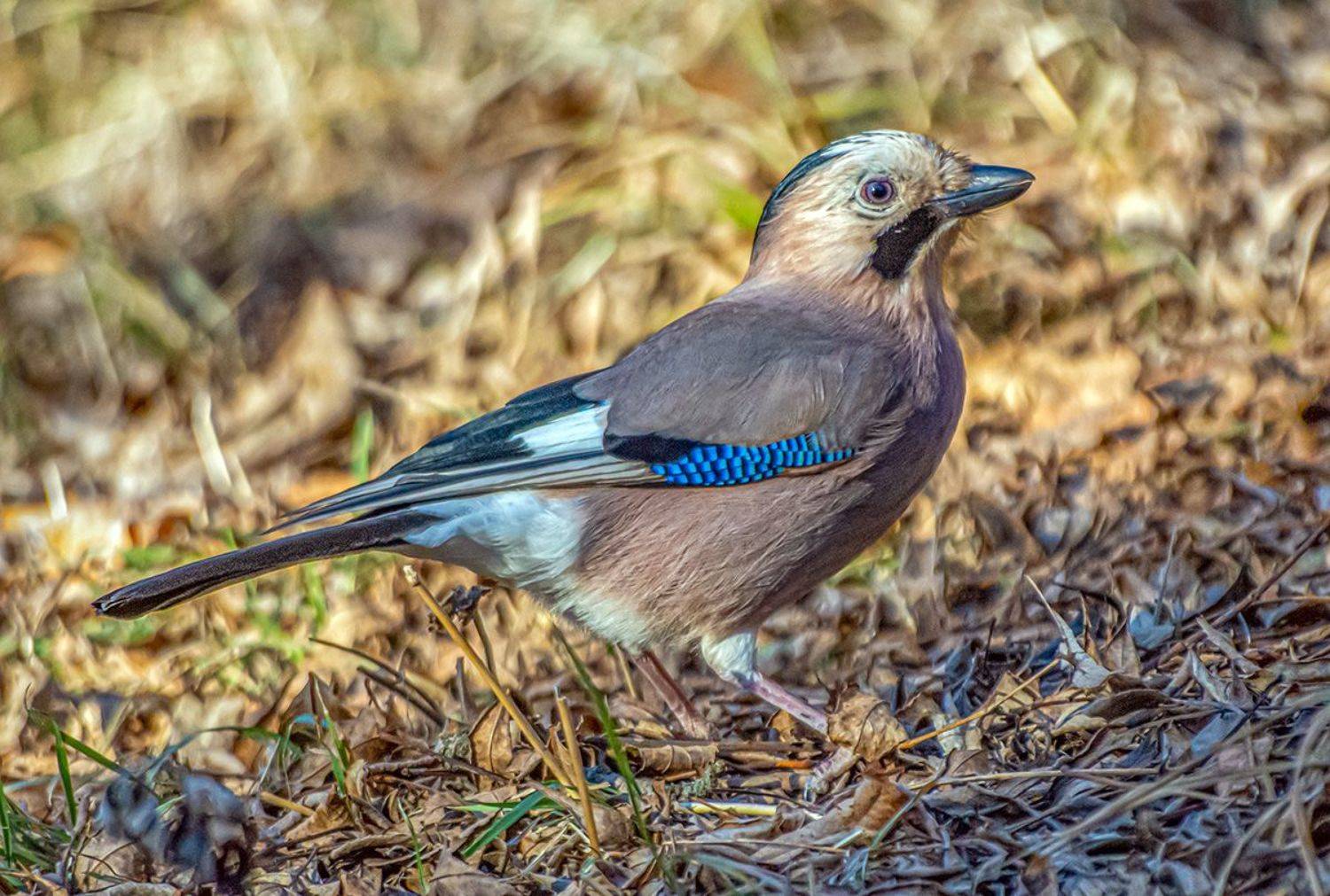 сойка, кисловодск, кисловодский парк, Сергей Савчук