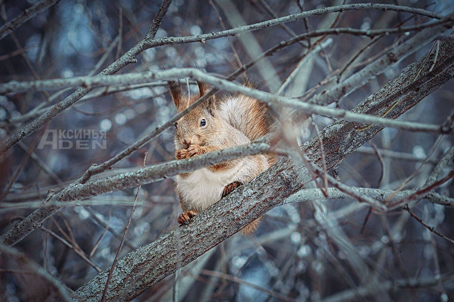 , Денисова Аксинья