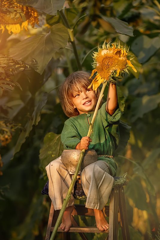 Антошка,подсолнухи,сказка Антошка фото превью