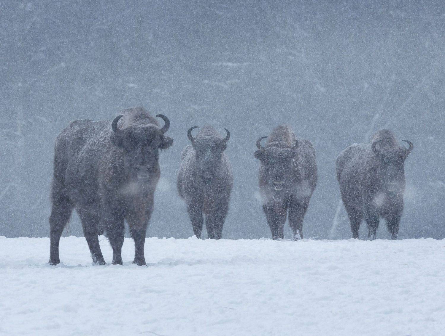 , Ekaterina Kuzyukina