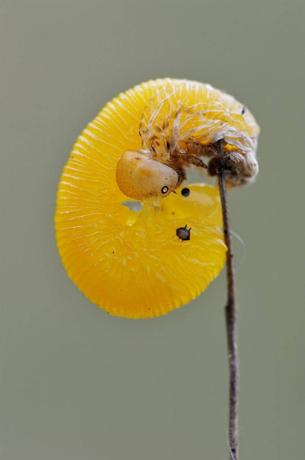 , Чистяков Андрей