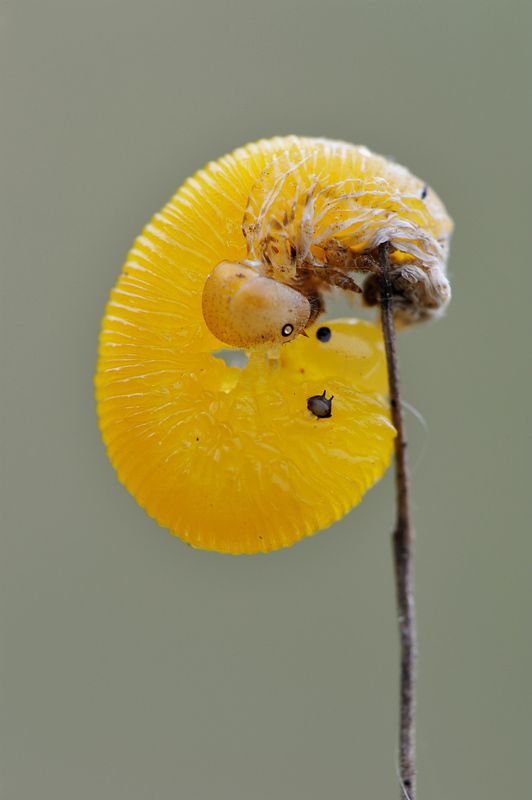 Заглянуть в глаза прошлому. фото превью