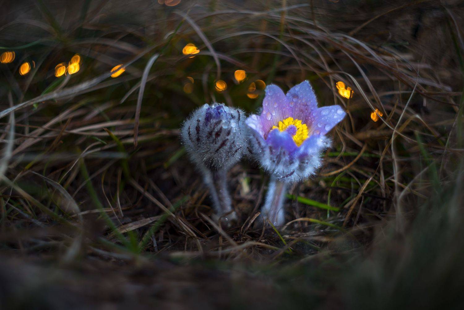 , Mariyana Atanasova - Lucero