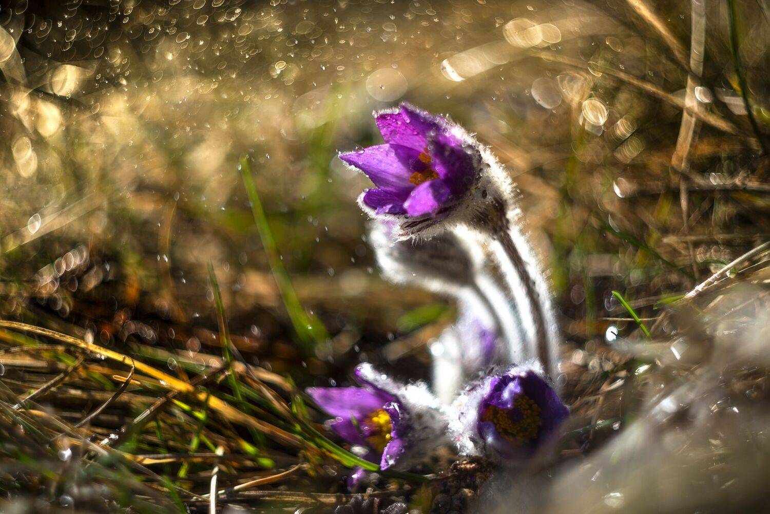 , Mariyana Atanasova - Lucero