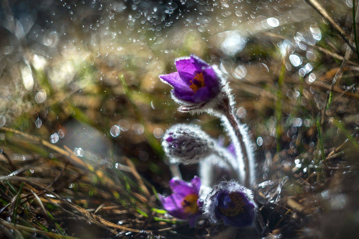 , Mariyana Atanasova - Lucero