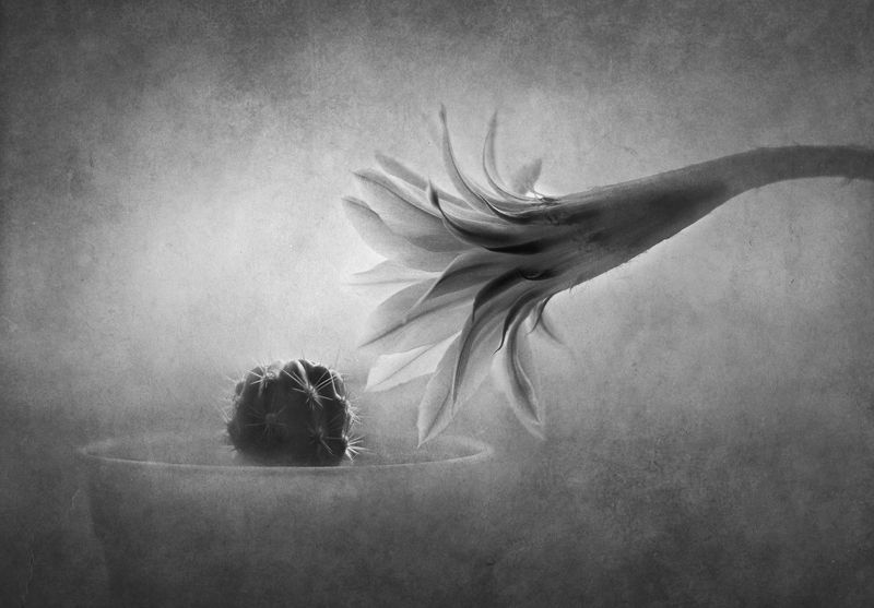 кактусы, цветок, чёрно-белое Контакт фото превью