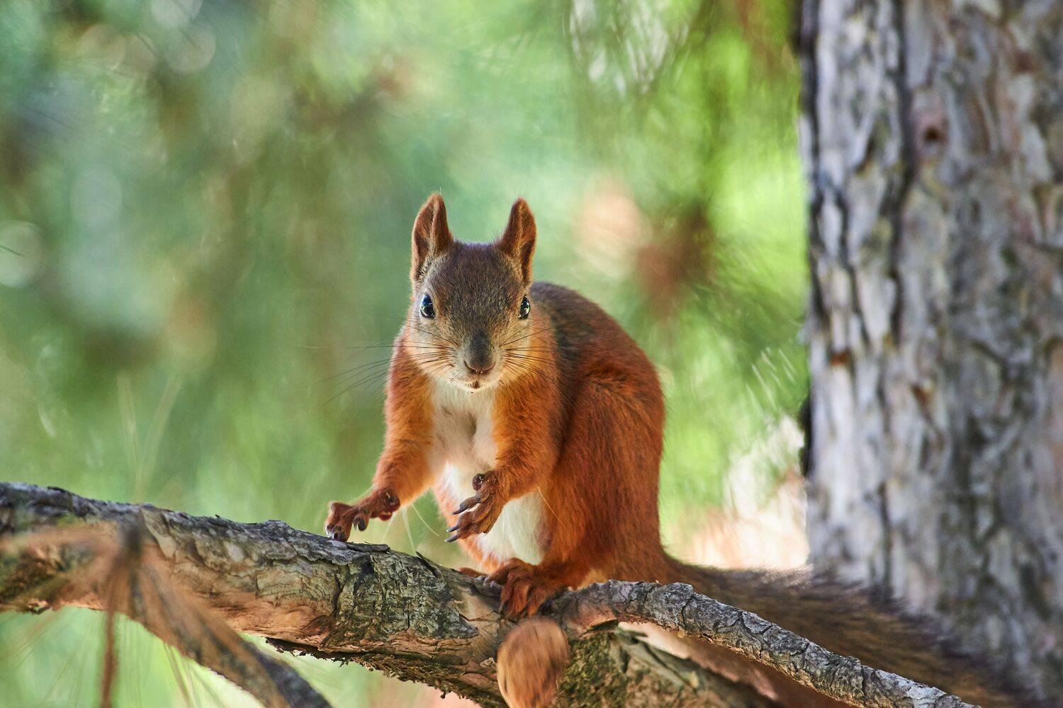 volgograd, russia, wildlife, Sciurus vulgaris,, Сторчилов Павел