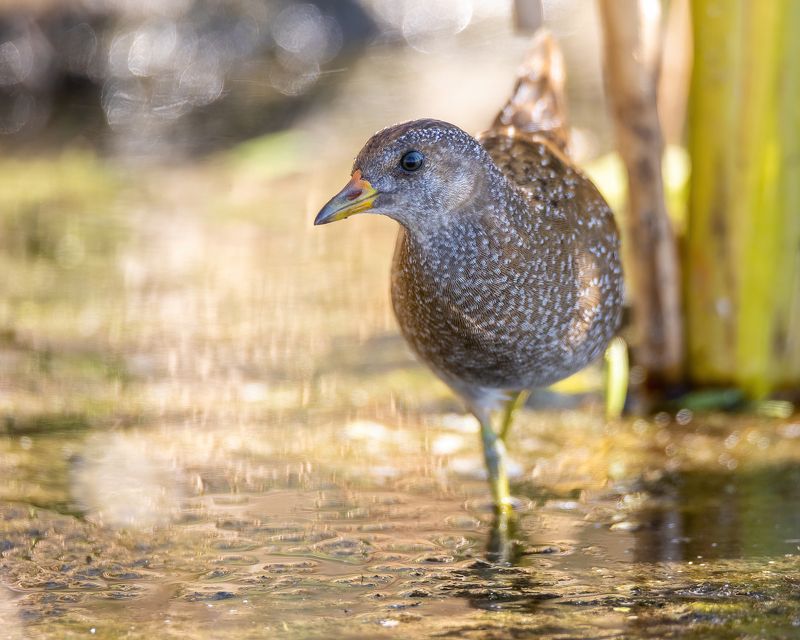 porzana porzana Погоныш фото превью