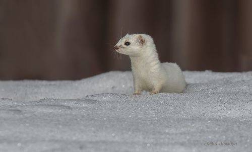 Least weasel