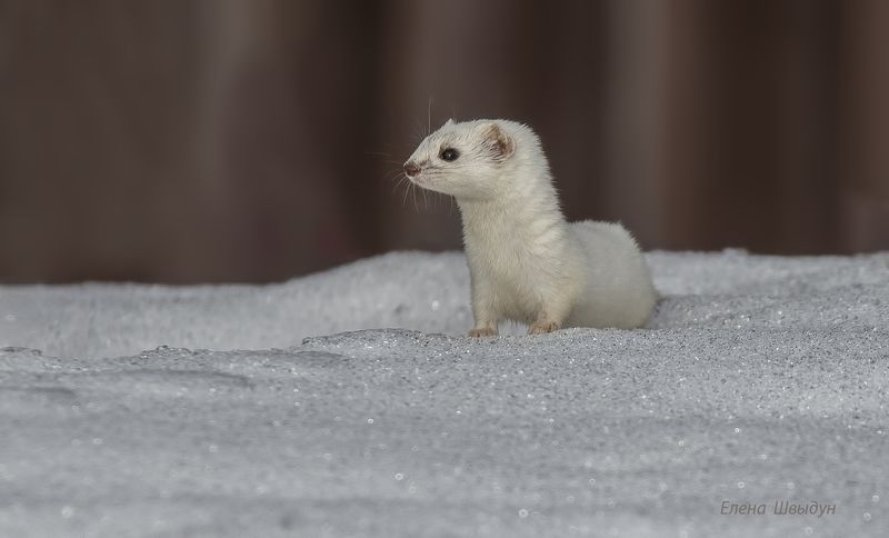 animal, animal wildlife,  nature,  animals in the wild, weasel, ласка, least weasel Least weasel фото превью