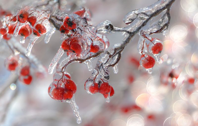 макро,весна,природа,флора, ягоды,лед,мороз,сосульки,боке, *** фото превью