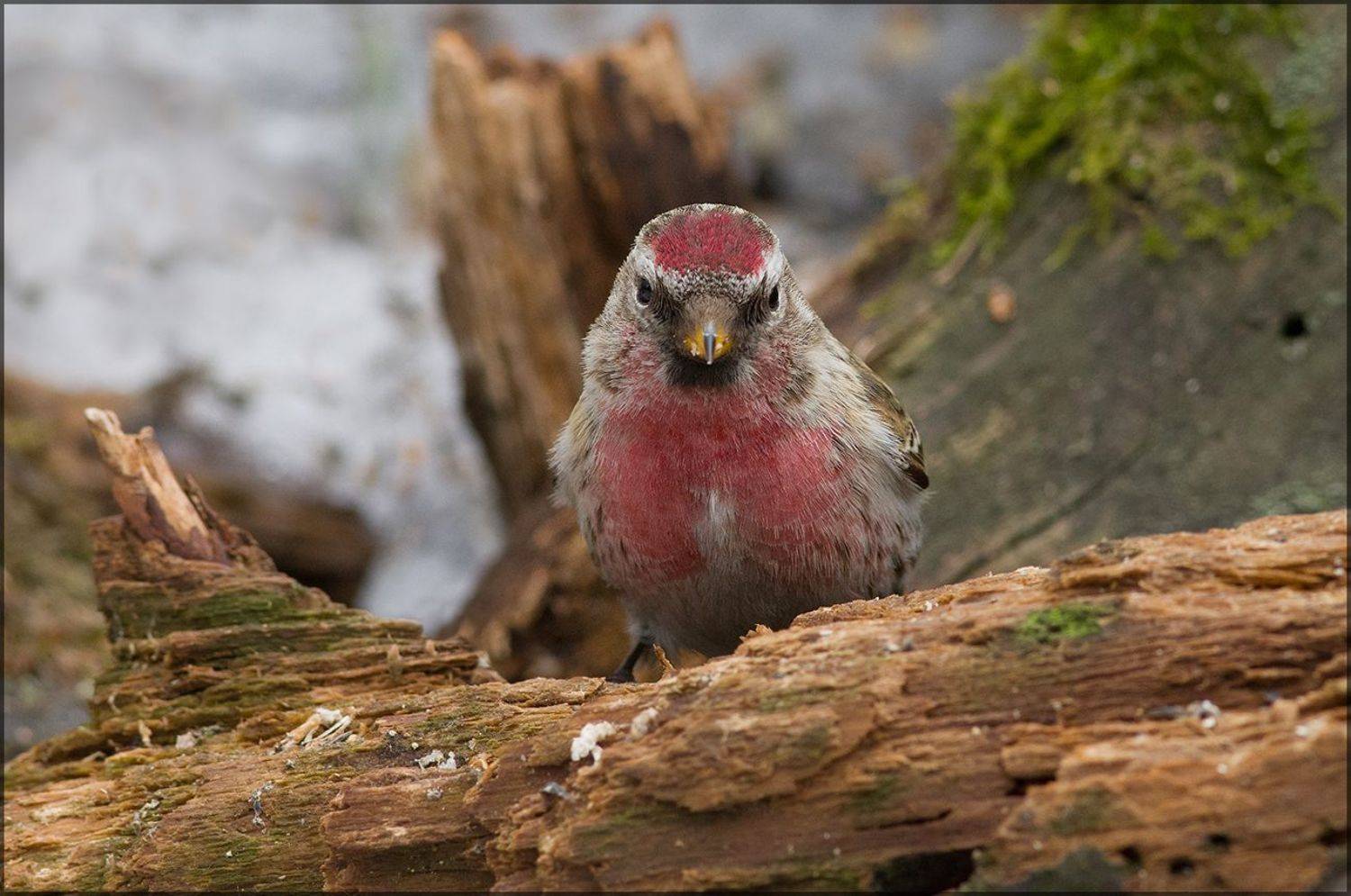 чечётка,самец,бурелом,проталина, Иван