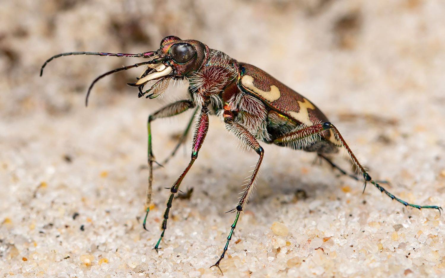 скакун-межняк, cicindela hybrida, скакуны, cicindelinae, жук, Павел Черенков