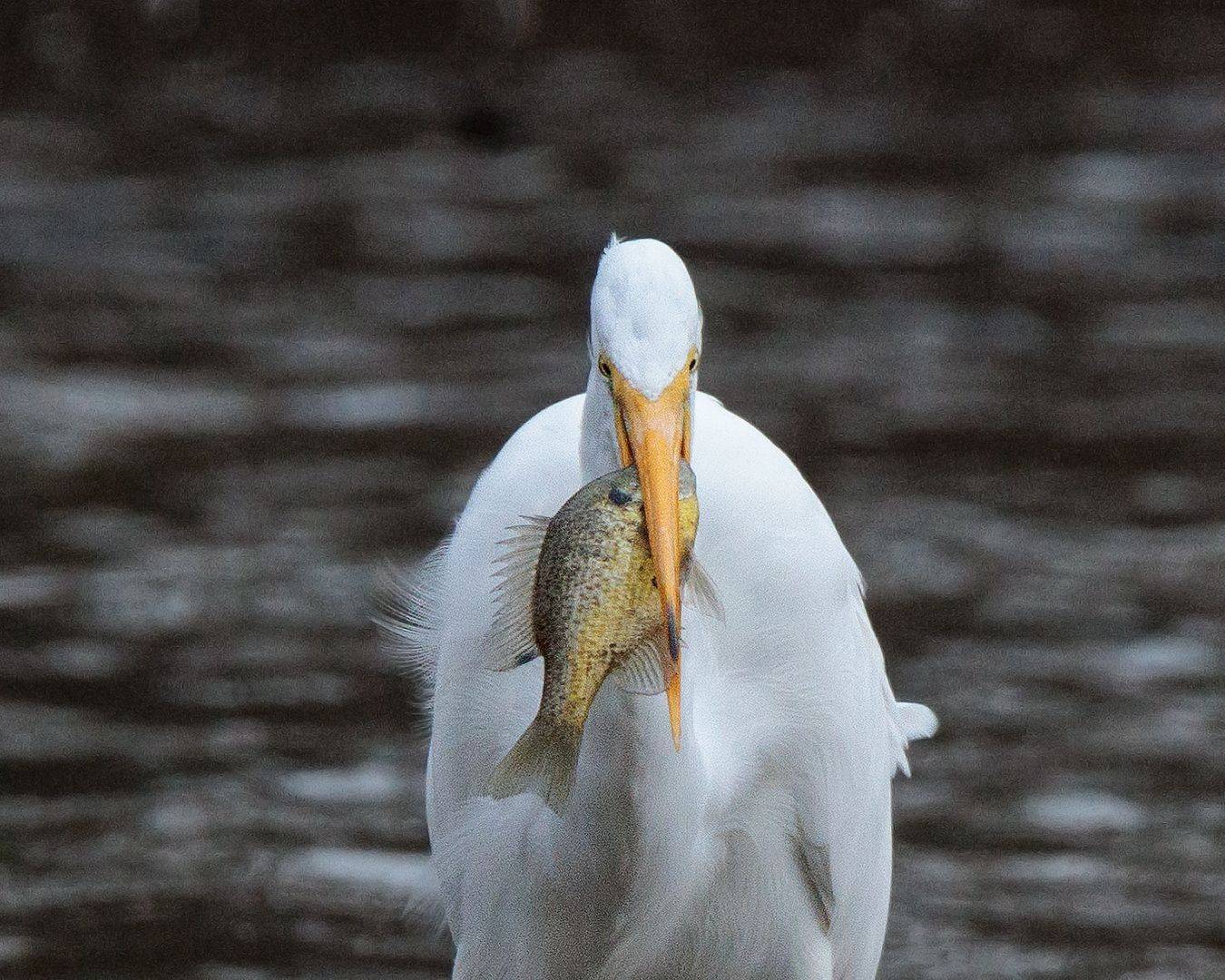 , Леонид Дьяченко