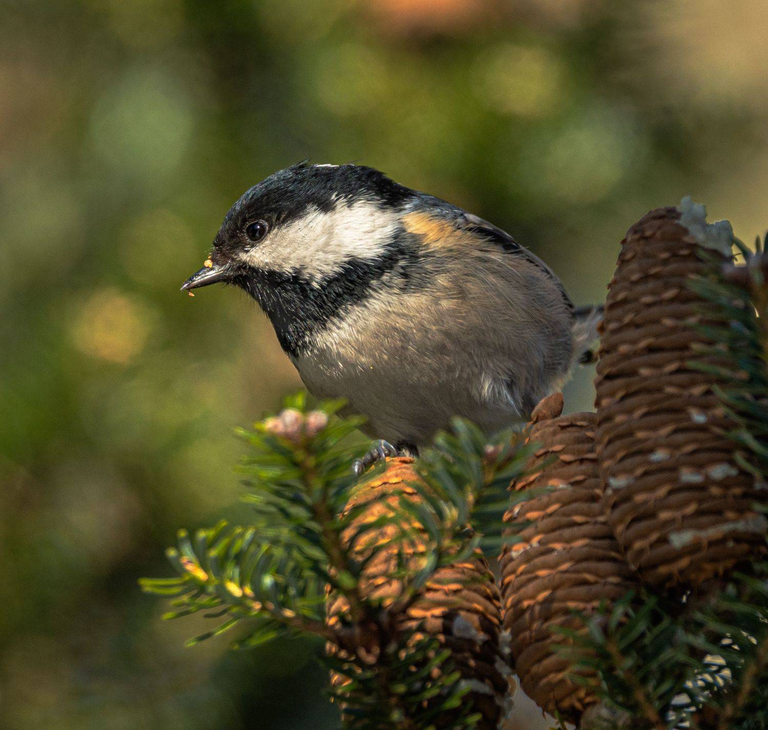 , Курлянцев Алексей