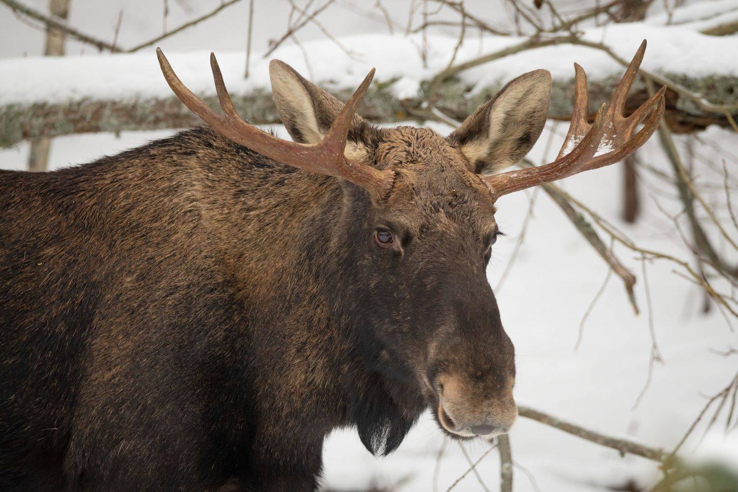 беларусь, заповедник, лось, сохатый, Степанова Татьяна