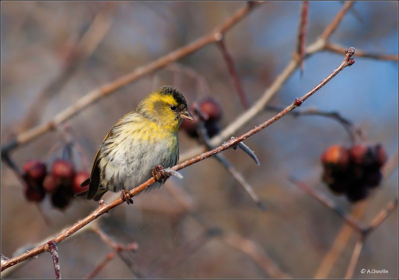 птица,чиж,зима,шиповник Чижиха ) фото превью