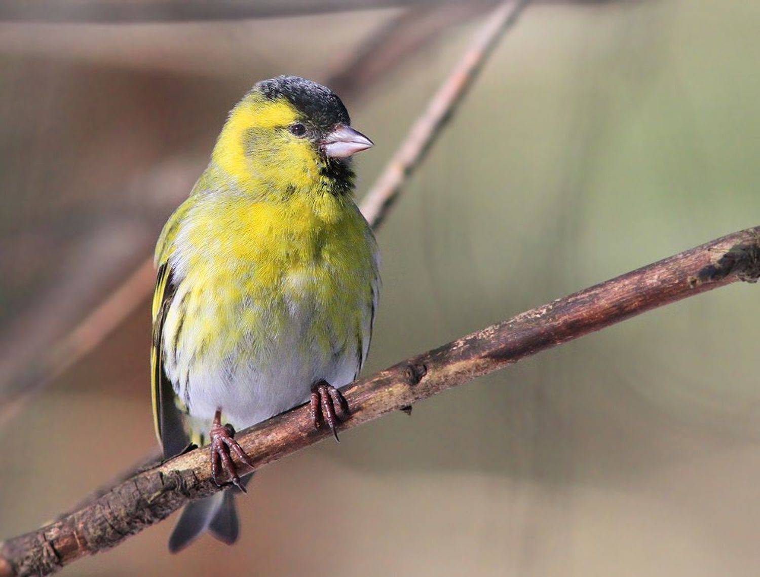 , Михаил Крюков