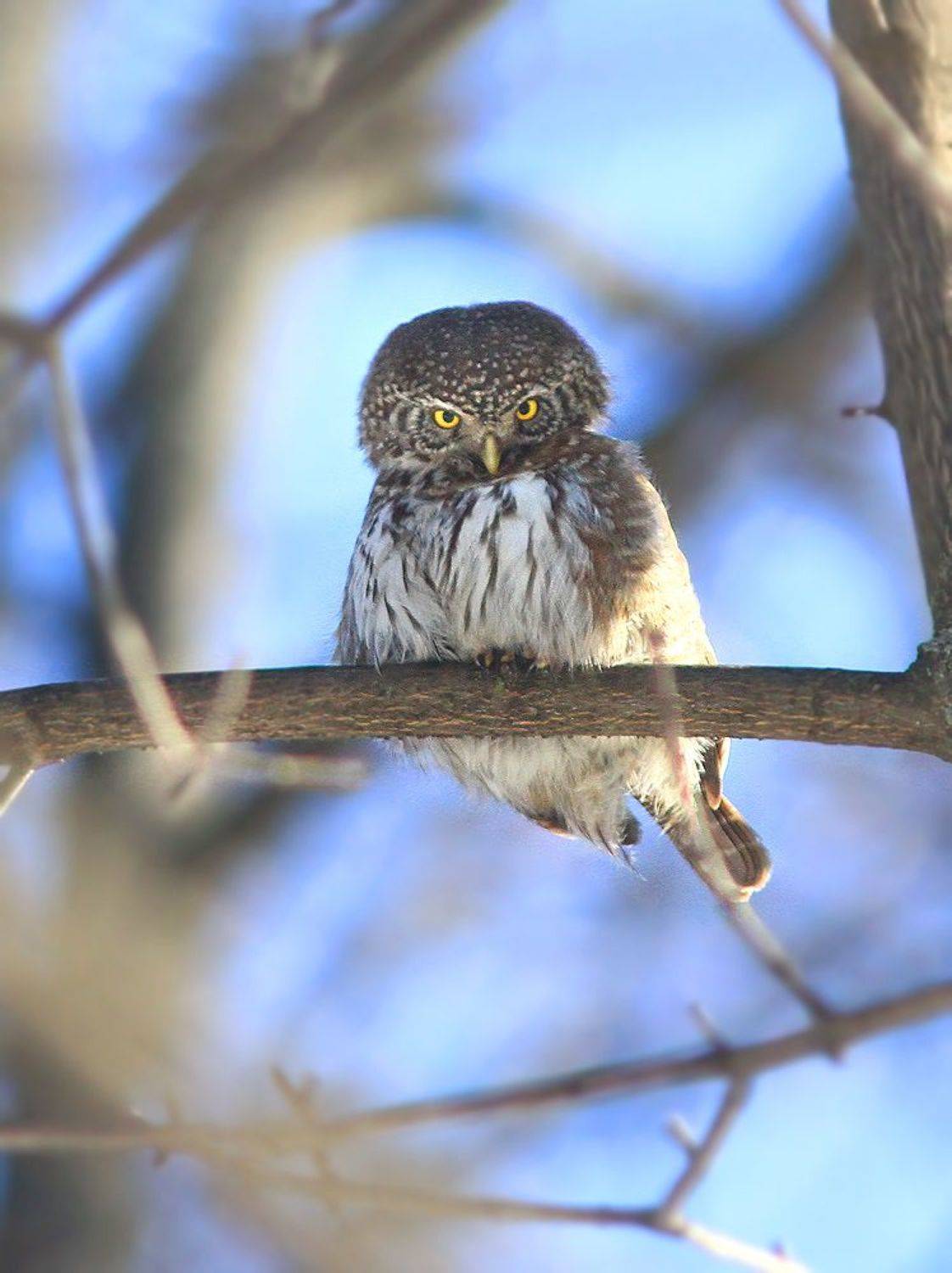 , Михаил Крюков