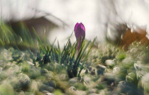 В лугах, где просыпается весна.