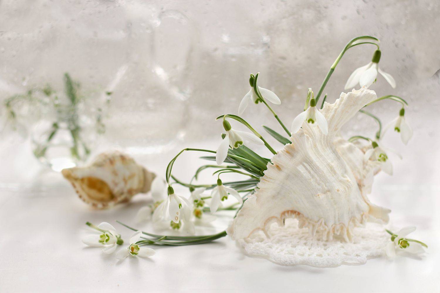 весна. цветы, подснежники, ракушка, Шруб (Беляева) Татьяна