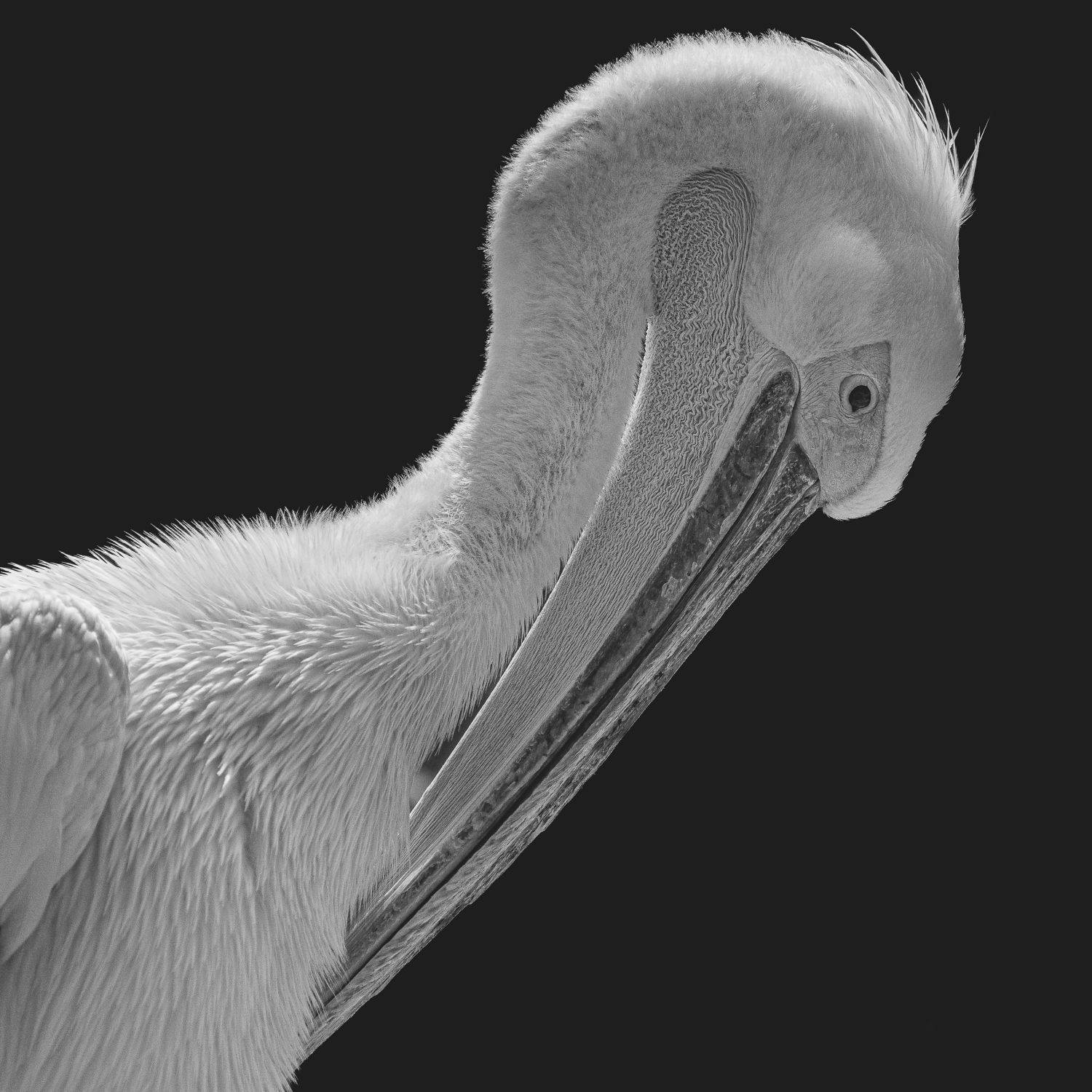 , Юрий Пужалин