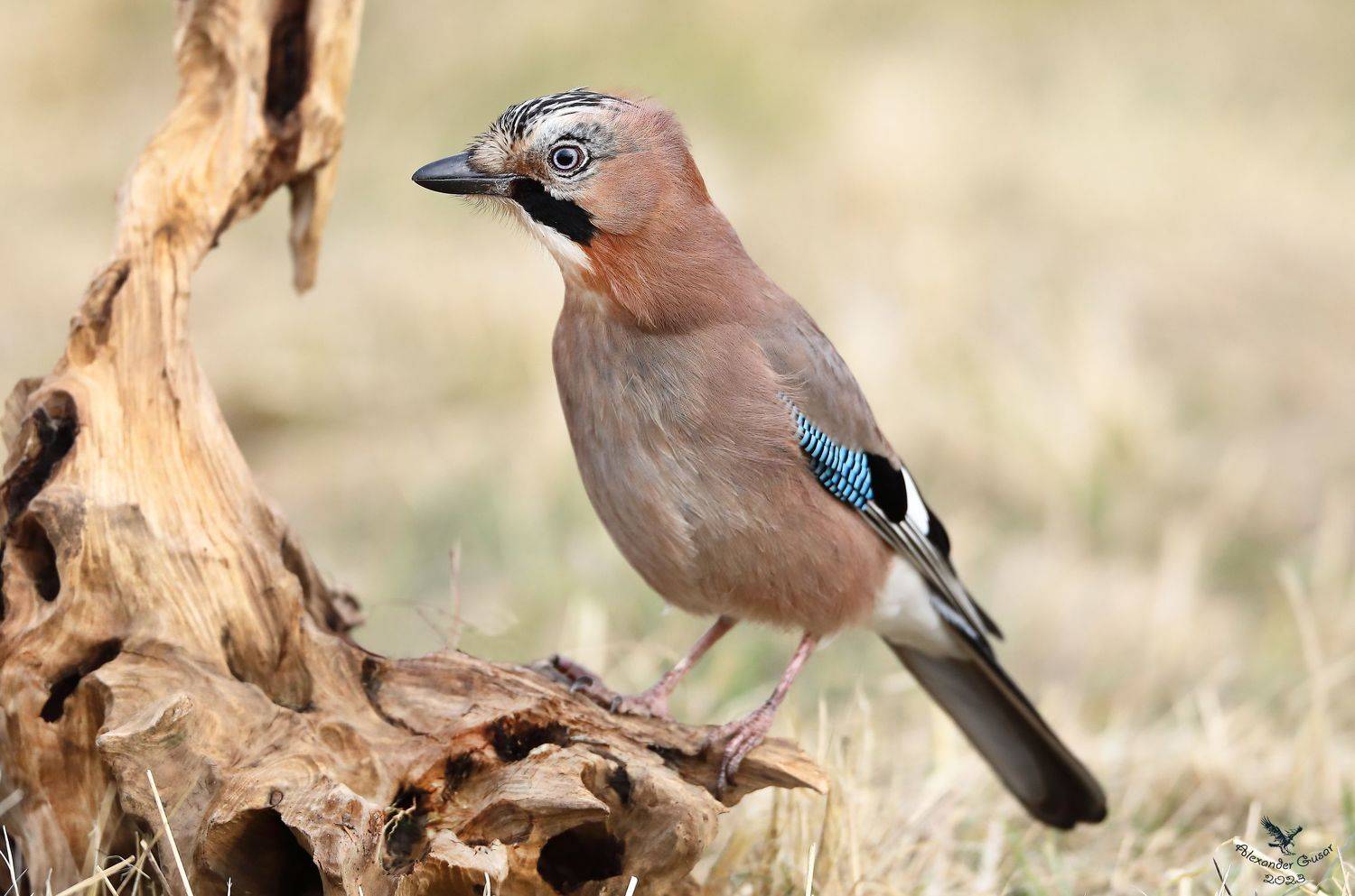 , Гусар Александр