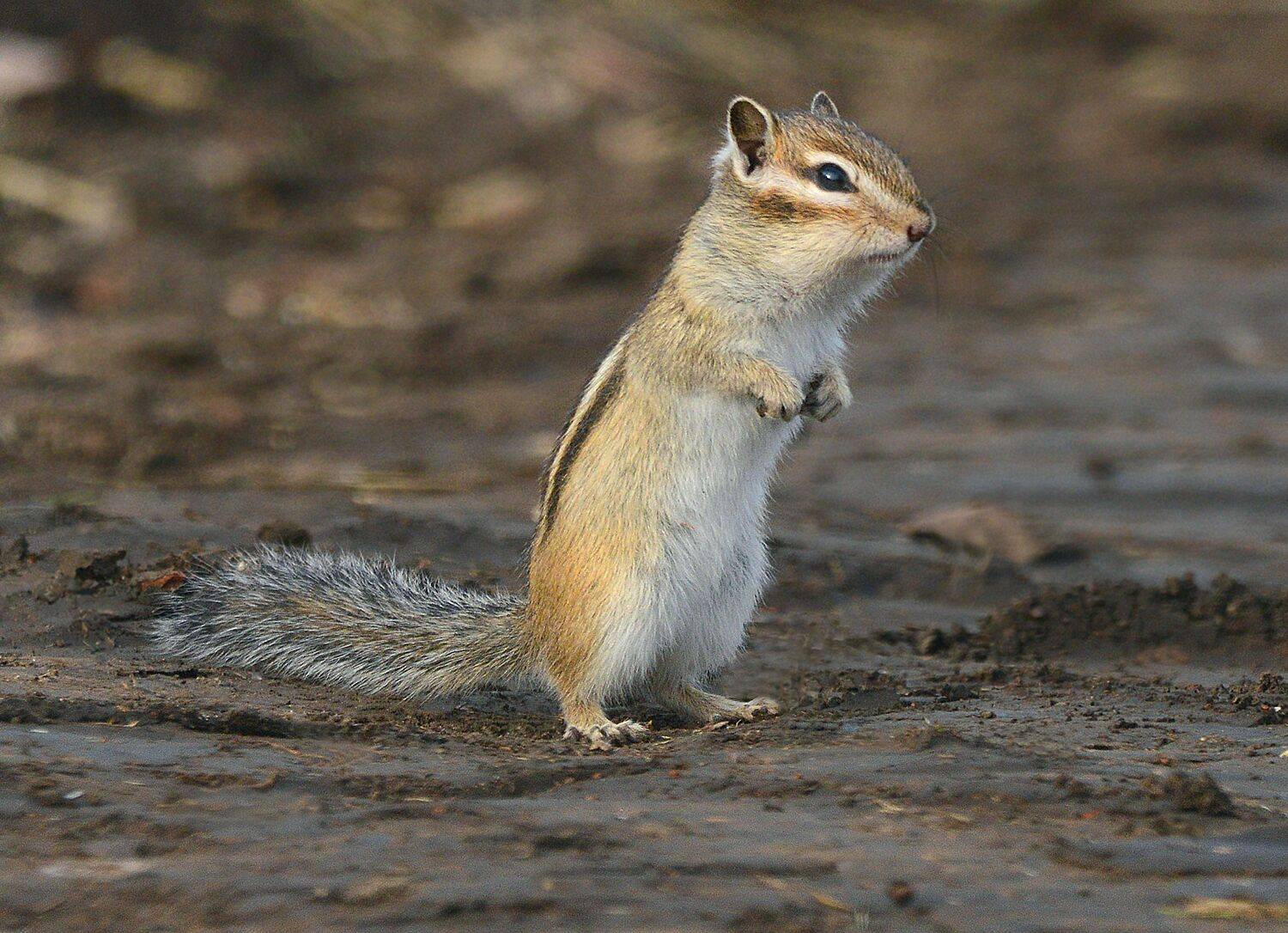 , Белоусов Михаил