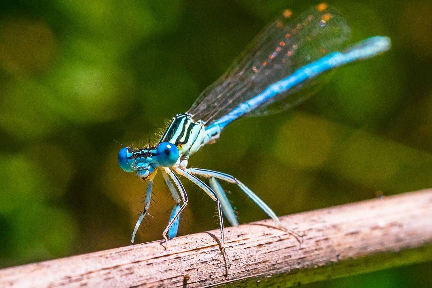 стрекоза стрелка, лето, макро,, Николай Бологов
