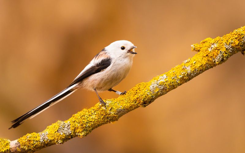 Long-teiled Ti фото превью