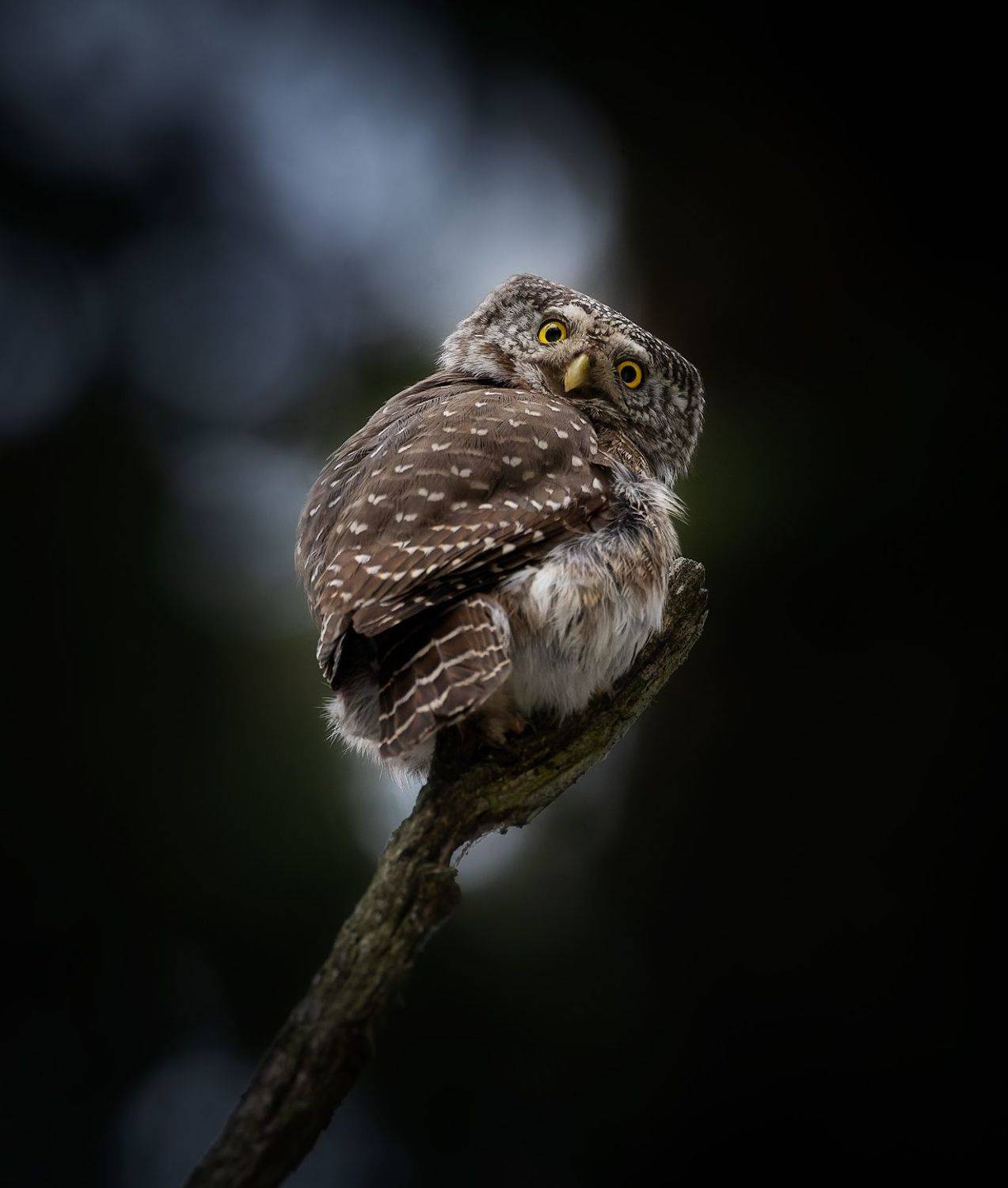 сыч, сова, фотоохота, Марголин Алексей