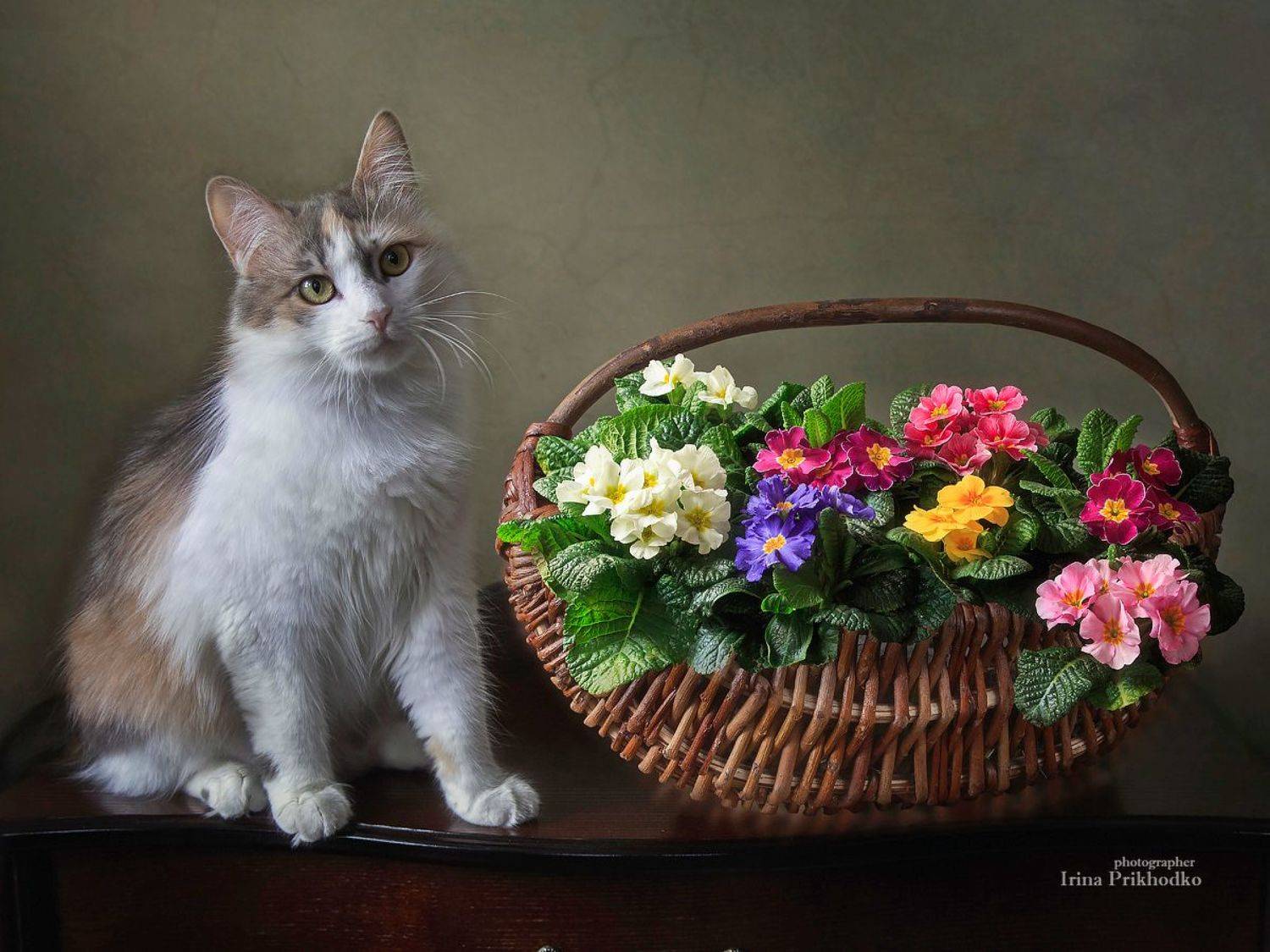 постановочное фото, натюрморт, цветы, примула, корзина, кошка, домашние питомцы, Приходько Ирина