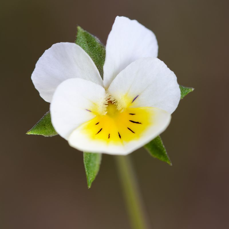 фиалка полевая, viola arvensis, фиалковые, violaceae, весна, май, цветы Фиалка полевая фото превью