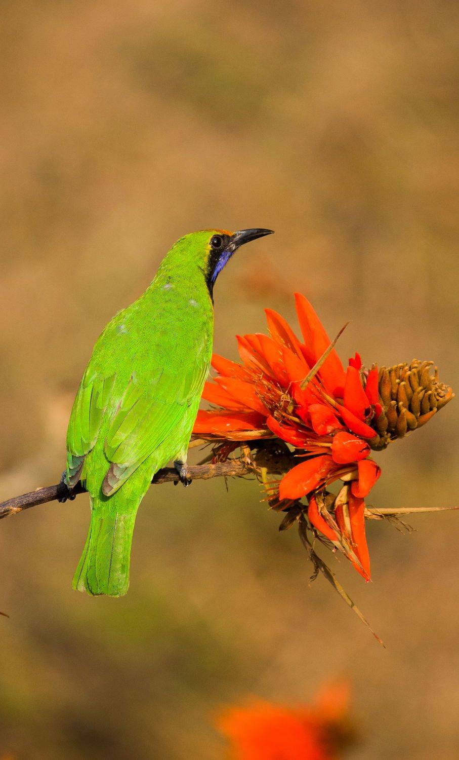 #bird #natgeo #photography #birdphotography #nature #beeeater #green #animal #wildlife, Shadab Ishtiyak