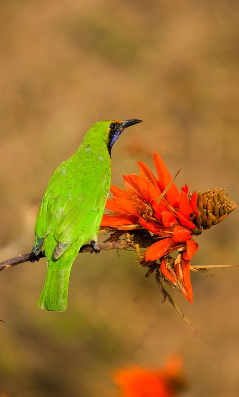 Leaf Bird фото превью