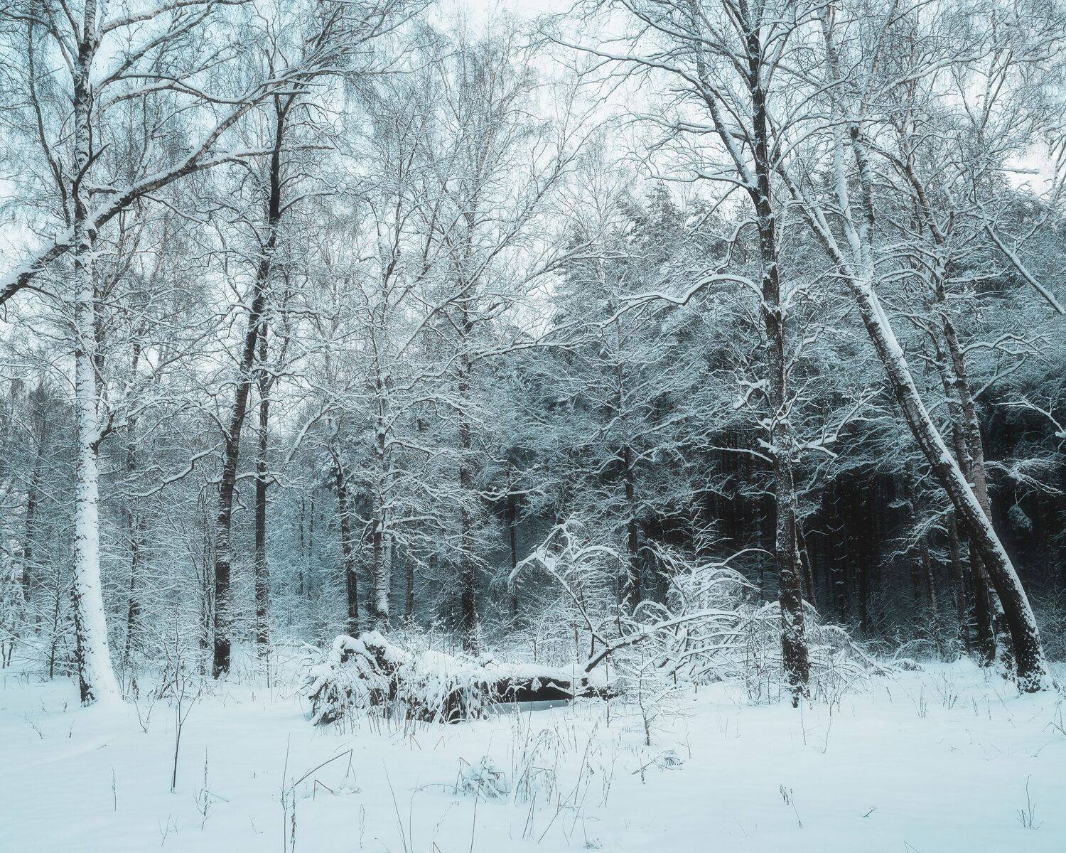 природа, зимний пейзаж, пейзаж, снег, снежная зима, Московская область, Мартыненко Дмитрий