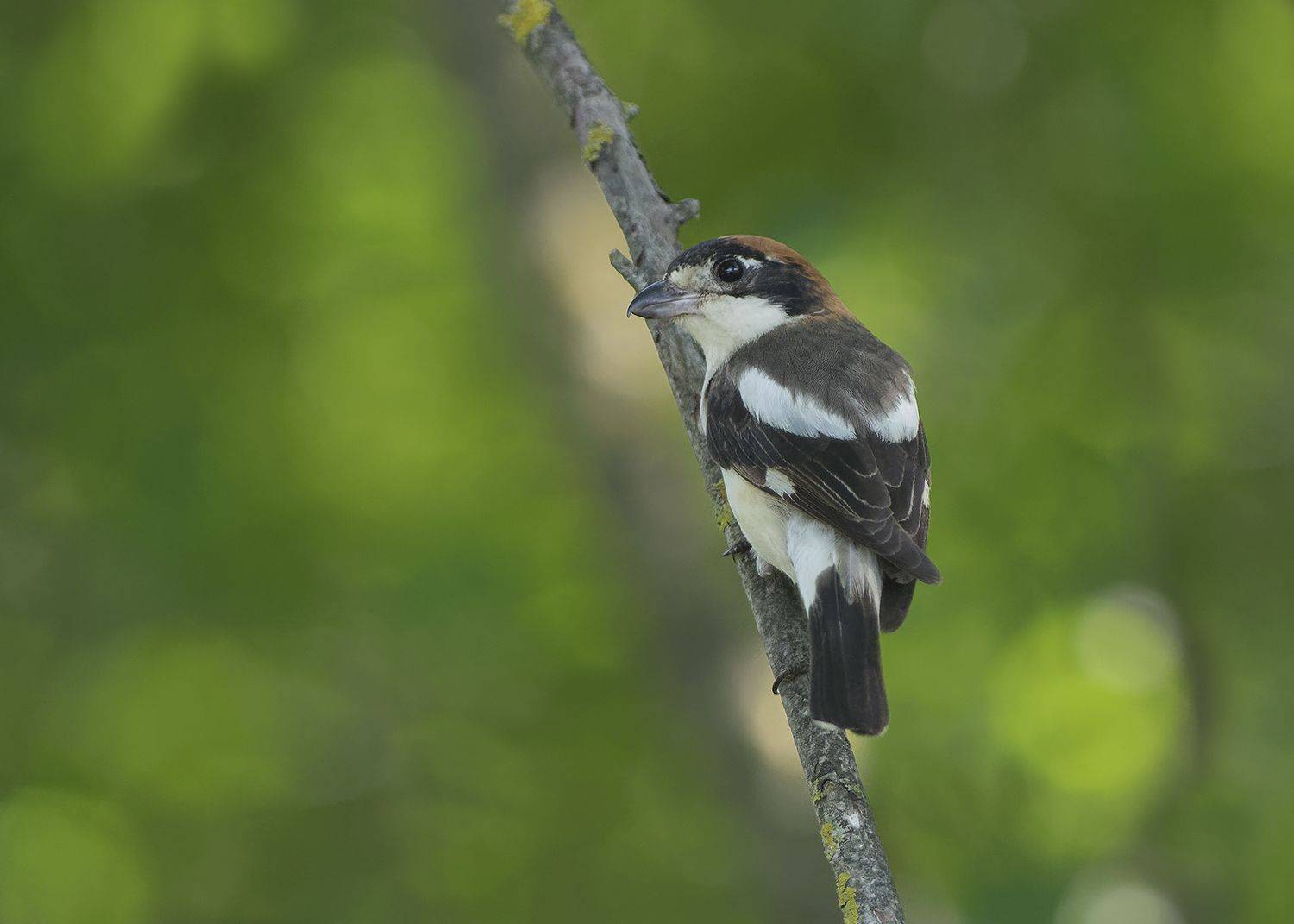, Евгени Стефанов