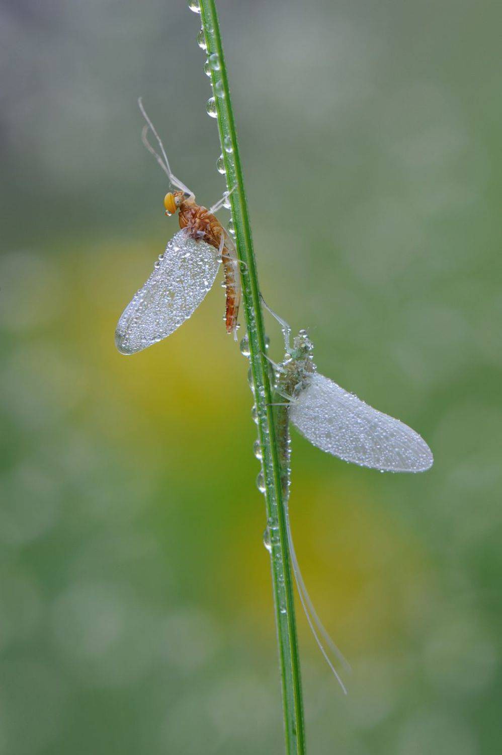 , Чистяков Андрей