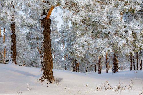 А лес такой загадочный
